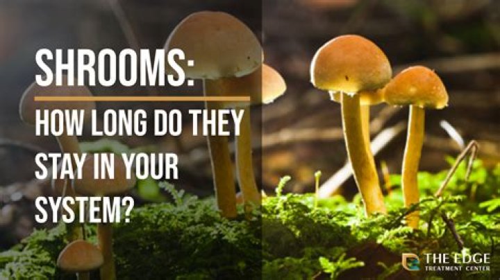 Discovering Shrooms Q: A Complete Guide